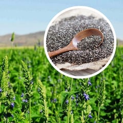 Destapa las arterias y reduce el colesterol: esta planta común en México puede serle de gran ayuda