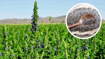 Conoce todos los beneficios de “la chía”, una planta común originaria de México que reduce enfermedades cardiovasculares.