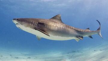 Un tibur&oacute;n tigre nada en el mar de las Bahamas. 