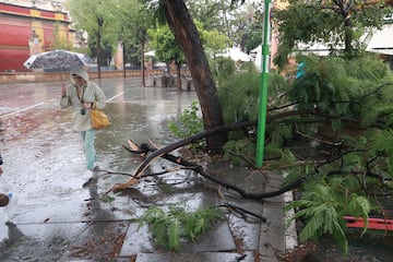 Caída de ramas de árboles en el centro de Sevilla.