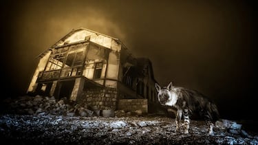La imagen de una hiena parda en Namibia tomada por Wim van den Heever fue nombrada ganadora general y ganadora en la categoría de 'Vida Silvestre Urbana'.
