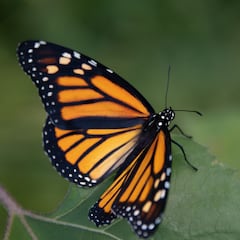 El motivo por el que se estrellan menos insectos en el parabrisas