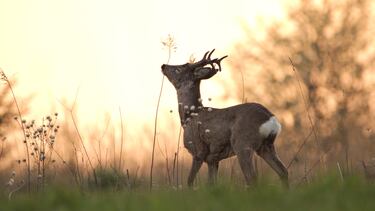 Anoche cuando dormía soñé ¡bendita ilusión!