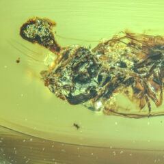 Encuentran el fósil de la escena de un doble crimen de hace millones de años: el asesino era un parásito zombi