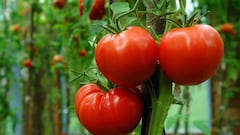 Tomato becomes a luxury: What the US–Mexico tariff fight means for your grocery bill