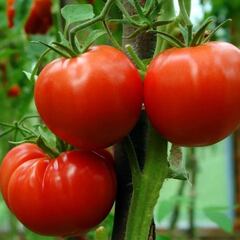 Un venezolano llega a España y no puede creerse lo que pasa aquí con los tomates