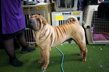 Un bonito Shar Pei.