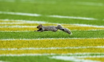 En la foto, el nuevo Running Back de los Green Bay Packers, Alvin. Tras cortar a Knile Davis, los de Green Bay se decidieron por este pequeño corredor roedor, que dio un tiempo espectacular en la prueba de las 60 yardas. Lamentablemente, es posible que le