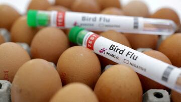 FILE PHOTO: Test tubes labelled "Bird Flu" and eggs are seen in this picture illustration, January 14, 2023. REUTERS/Dado Ruvic/Illustration/File Photo
