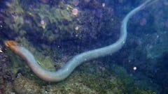 Una serpiente marina gigante se sube a la tabla de un tiktoker y le convierte en viral