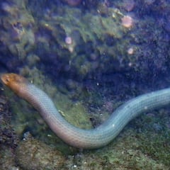 Las serpientes marinas atacan a los buceadores por temas sexuales