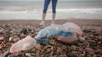 ¿Qué es la carabela portuguesa? así es la medusa venenosa que apareció en Yucatán