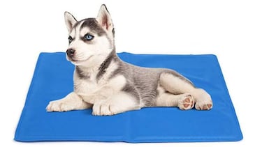 ?Qu hacer para que tu perro o gato pase menos calor?