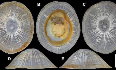 Descubren una nueva especie ‘gigantesca’ en aguas profundas y le dan el nombre de un personaje de ‘One Piece’      
