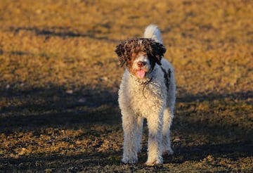 Es un perro leal, obediente, de buen car¨¢cter y alegre al que le encanta disfrutar de toda la familia, aunque tiende a establecer un v¨ªnculo especial con un solo miembro.