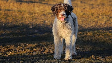 If you’re adopting a rescue dog from a shelter, this is what you should know about the animal’s process of adjustment to their new home.