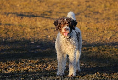 Es un perro leal, obediente, de buen carácter y alegre al que le encanta disfrutar de toda la familia, aunque tiende a establecer un vínculo especial con un solo miembro.