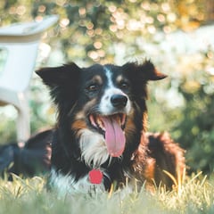 Las razas de perros más populares: ¿cuáles son los más buscados en España y en el mundo?