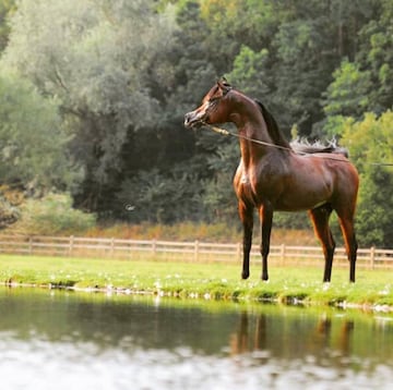 Caballo árabe - Instagram @arabianhorse