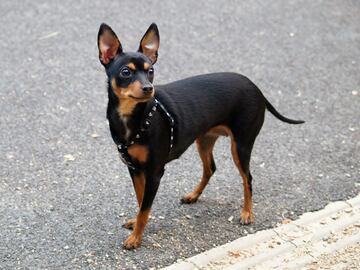 Suele pesar entre 2 y 3,5 kg y no mide nunca m¨¢s de 23 cm. Entre las caracter¨ªsticas del rat¨®n de Praga podemos destacar que se trata de un perro muy activo, vivaz e inteligente que aprende muy r¨¢pido.