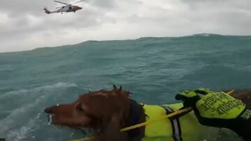 Heroic U.S. Coast Guard braves Hurricane Helene, rescues man and dog in heart-pounding video