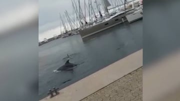 ¡Grupo de delfines apareció en pleno puerto de España!