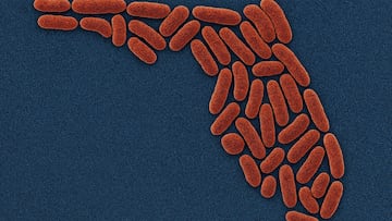 Florida shaped bacteria - artist's impression
