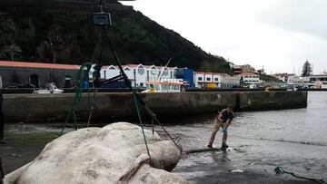 Hallan el pez óseo más pesado del mundo