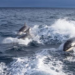 Los ataques de orcas se intensifican en Cádiz