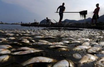 Este es el aspecto de las cercanías de la Bahía de Guanabara, donde tendrán lugar las regatas de los JJOO. Roberto Freitas, atleta brasileño que participará, tuvo que entrenar ante una laguna repleta de peces muertos.