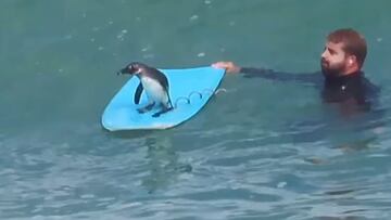 Pingüino africano sobre tabla de bodyboard en sudáfrica, con un bodyboarder sujetando la tabla ante una ola.