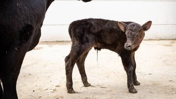 Bautizaron "De Rossi" a un ternero en homenaje al futbolista de Boca