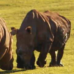 Rinocerontes, jirafas, avestruces, skaters, surfistas y snowboarders en un mismo evento