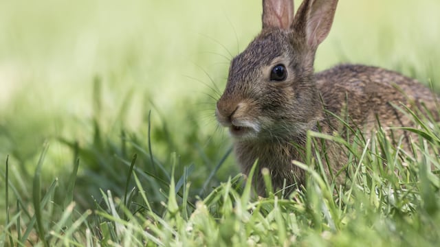 Many families and communities incorporate the Easter bunny into their holiday traditions by hosting Easter egg hunts for children to find.