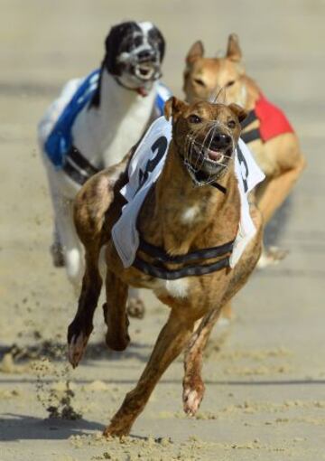 Carreras de perros en el Coral Brighton & Hove Greyhound.