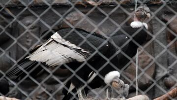 19 Noviembre 2015
Bogotá.- El Ministerio de Ambiente; la Asociación Colombiana de Parques Zoológicos, Acuarios y Afines (Acopasoa) y el Parque Jaime Duque lanzaron el programa oficial de Cría y Liberación del Cóndor de los Andes, para lo cual presentaron tres parejas de esta especie provenientes de Chile. (Fotos Colprensa - Luisa González).