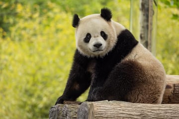 Bao Li in his habitat at Shenshuping Base in Wolong, China