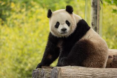 Meet Bao Li and Qing Bao, the two new giant pandas of the Smithsonian’s National Zoo