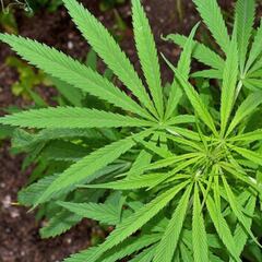 Uso industrial del cannabis en Colombia: Todo lo que debe saber al respecto