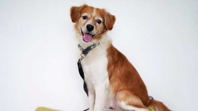 A Toronto-based hospice vet discusses the words that owners typically say to their pets in the moments before they die.