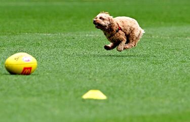 Un singular espontáneo en el entrenamiento de los Lions