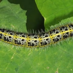 Una investigación con orugas podría acelerar la obtención de una vacuna contra el coronavirus