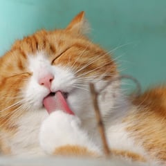 Ni perros ni agapornis: este es el único animal que mejora la empatía y alivia la ansiedad según un estudio