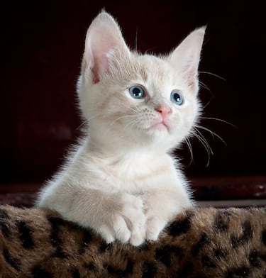 Día Internacional del Gato: origen y por qué se celebra tres veces al año