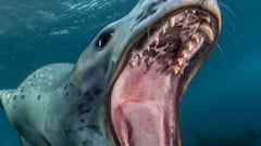 León marino abriendo la boca bajo el agua.
