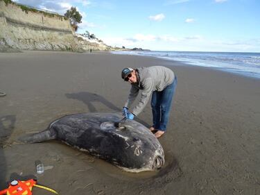 El hallazgo de un pez luna gigante en el hemisferio norte desconcierta a los científicos