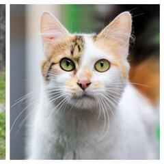 Bogotá acoge una nueva jornada de adopción de mascotas: fechas y todo lo que debes saber