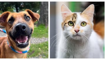 Más de 50 perros y gatos rescatados del maltrato y abandono serán parte de esta doble jornada de adopción.
