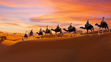 Camel caravan going through the Sahara desert in Morocco at sunset