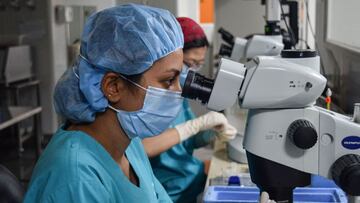 Crean la primera forma de vida inmune a los virus